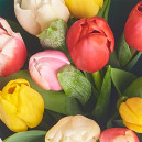 Bouquet of 11 Tulips mix