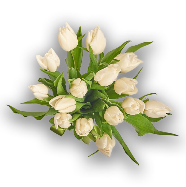 Bouquet of 15 White Tulips