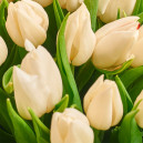 Bouquet of 15 White Tulips