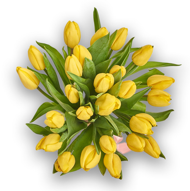 Bouquet of 25 Yellow Tulips