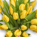 Bouquet of 25 Yellow Tulips