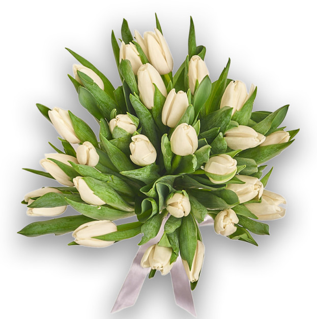 Bouquet of 25 White Tulips