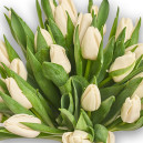 Bouquet of 25 White Tulips