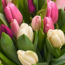 Bouquet of 25 Tulips mix