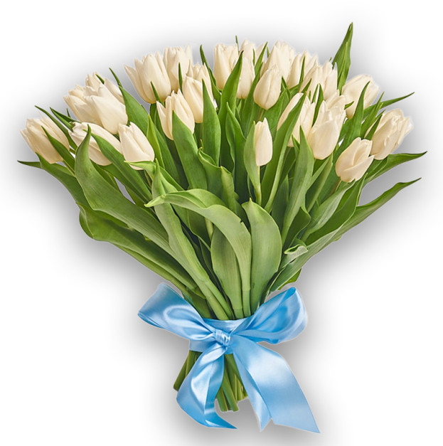 Bouquet of 35 White Tulips
