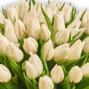 Bouquet of 35 White Tulips