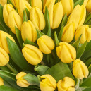 Букет 51 Жовтий тюльпан