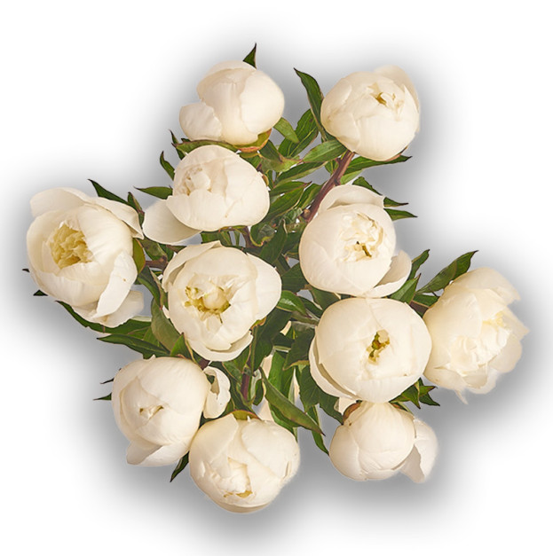 Букет 11 Білих Півоній