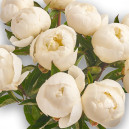 Букет 11 Білих Півоній