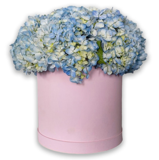 Квіти в коробці №30 "Ніжно-блакитна гортензія"