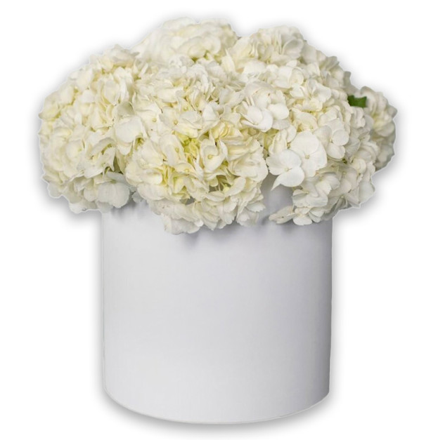 Квіти в коробці №34 "Біла гортензія"