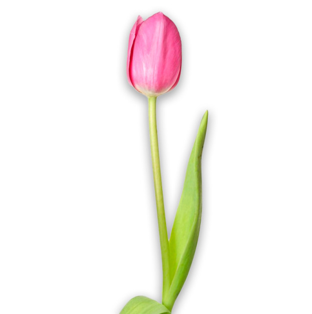 Pink tulip