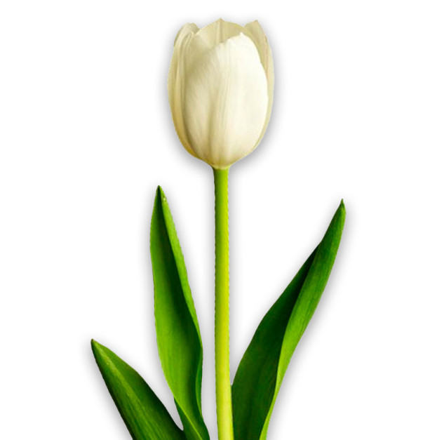 White tulip