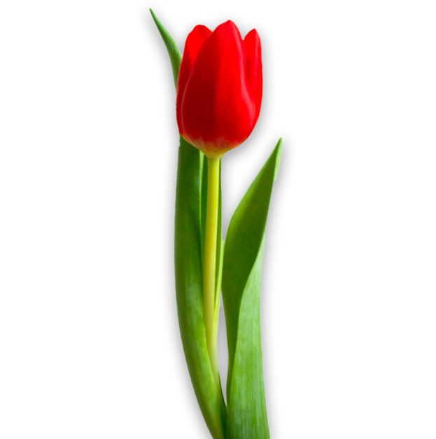 Red tulip