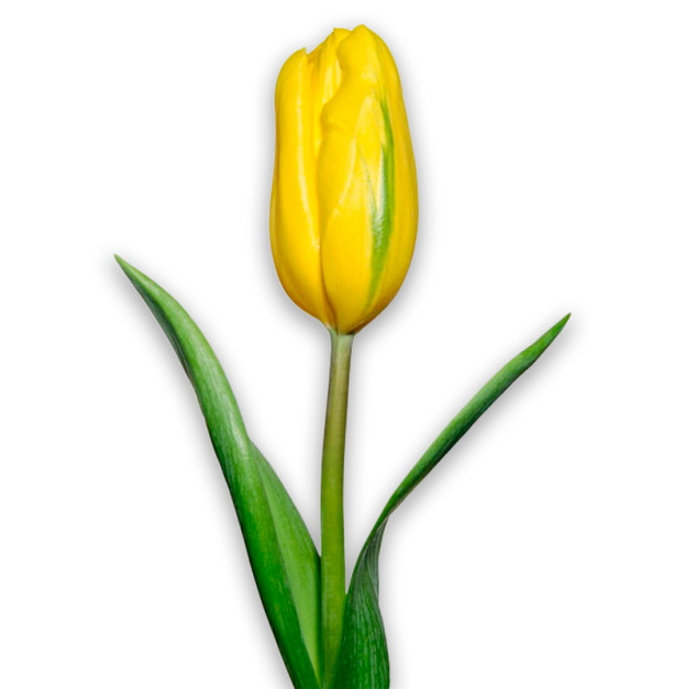 Жовтий тюльпан