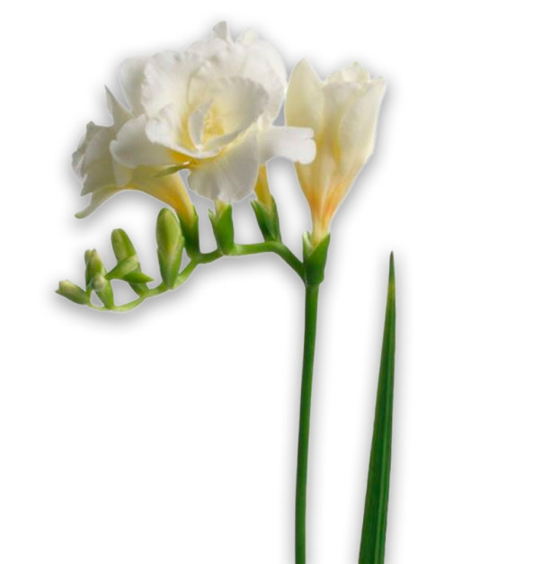 White Freesia