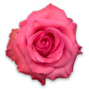 Pink rose
