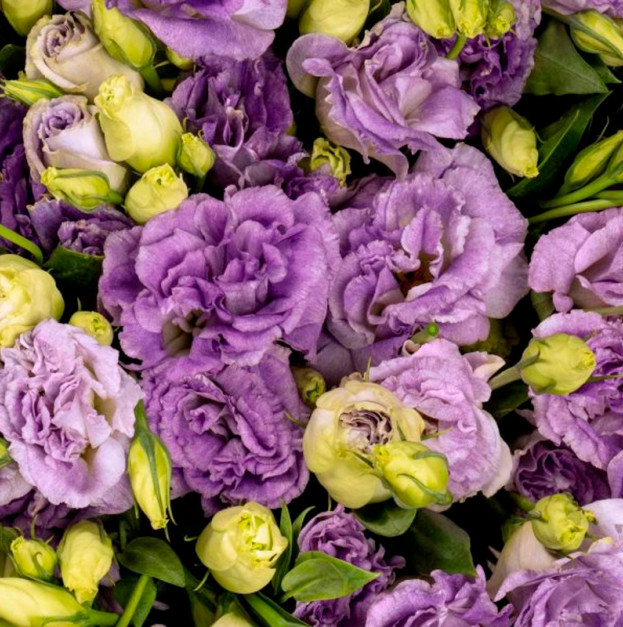 Eustoma purple