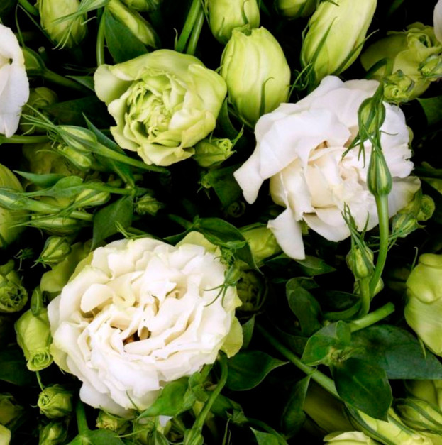 White eustoma