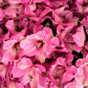 Alstroemeria light lavender