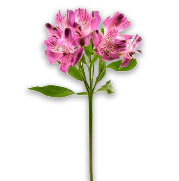 Lavender Alstroemeria