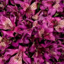 Lavender Alstroemeria