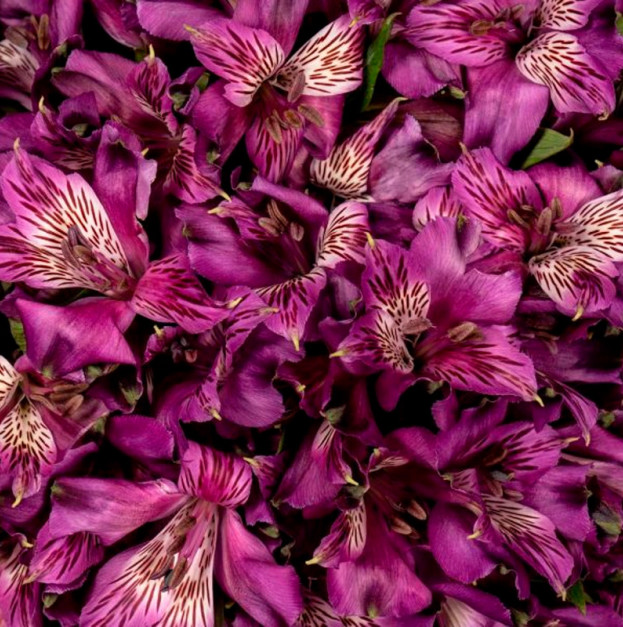 Lavender Alstroemeria