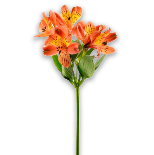 Orange Alstroemeria