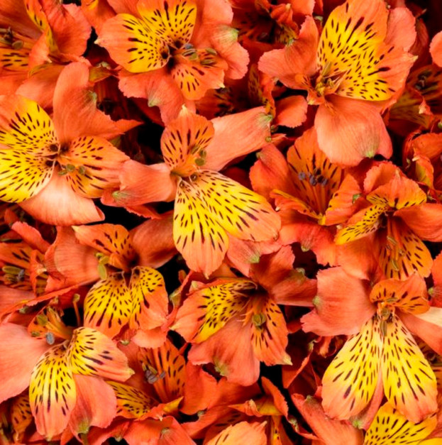 Orange Alstroemeria