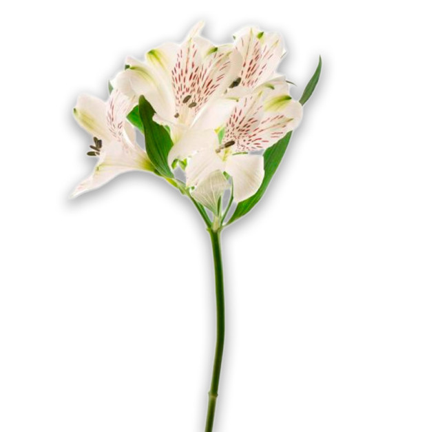 Alstroemeria white