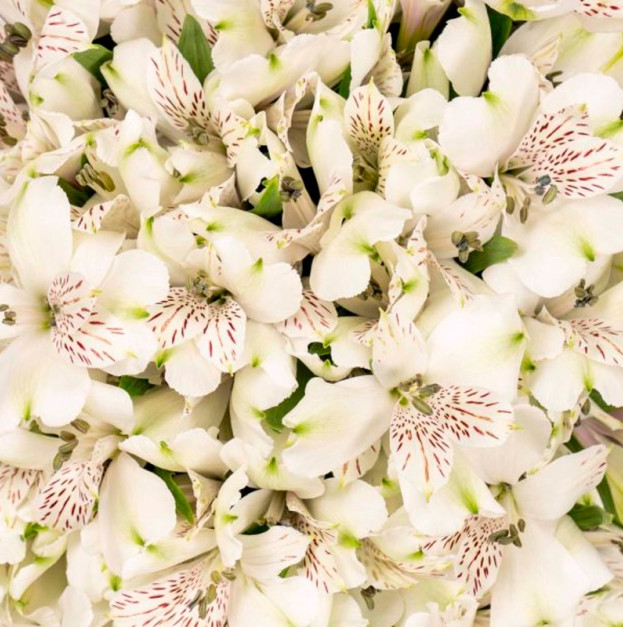Alstroemeria white