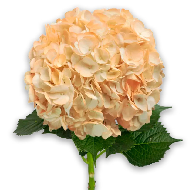 Peach hydrangea