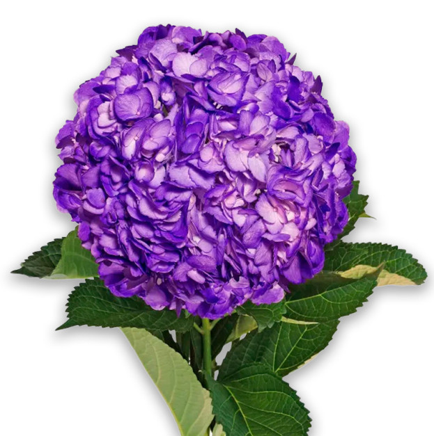 Purple hydrangea