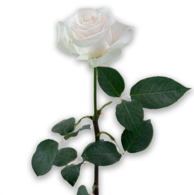 White rose