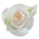 Роза белого цвета