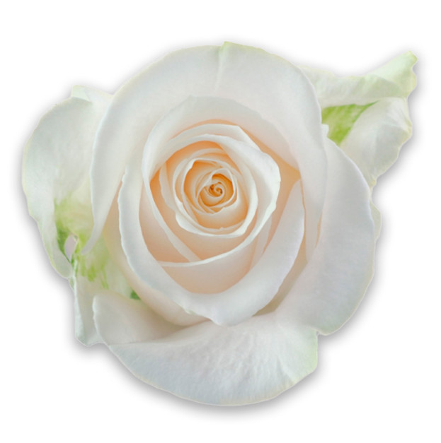 White rose