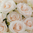 Роза белого цвета