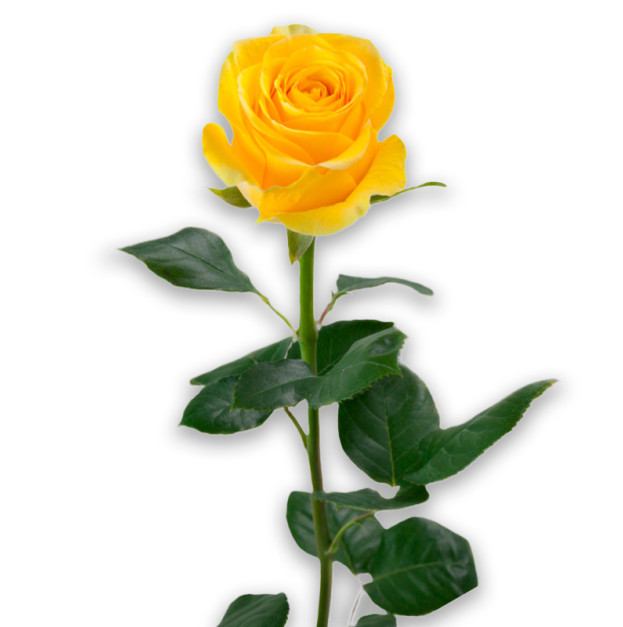 Троянда жовтого кольору