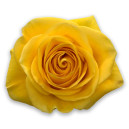 Yellow rose