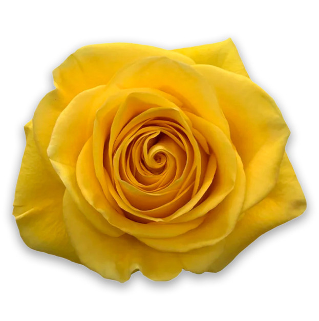 Троянда жовтого кольору