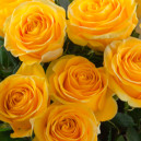 Yellow rose