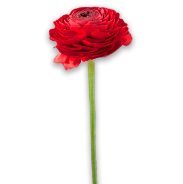 Red ranunculus