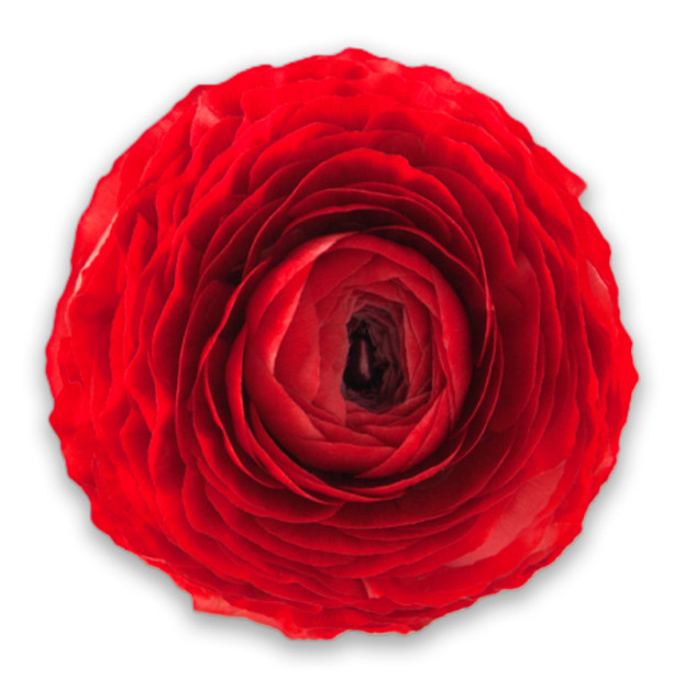 Red ranunculus