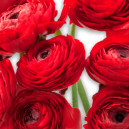 Ранункулюс червоного кольору