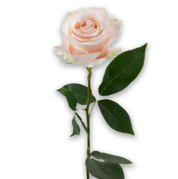 Rose Soft pink color