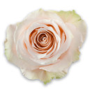 Rose Soft pink color