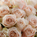 Rose Soft pink color