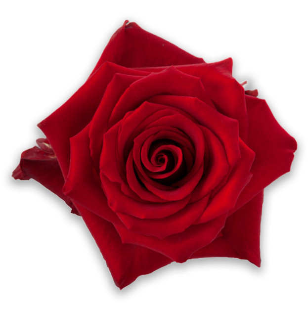Red rose