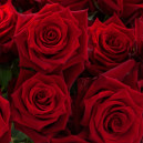 Троянда червоного кольору