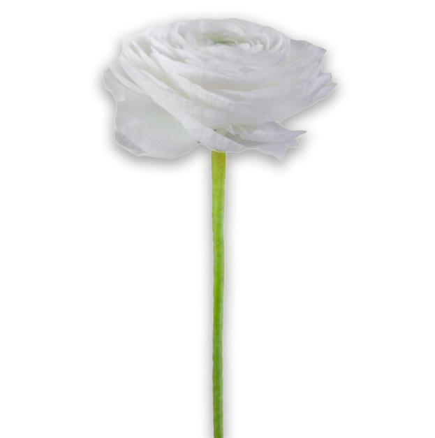 White ranunculus